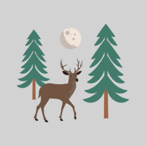 Plant in a Temperate Dry Forest